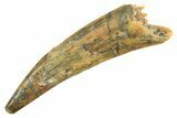 Fossil Pterosaur (Siroccopteryx) Tooth - Morocco #298551-1